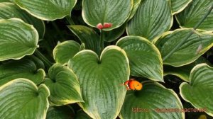 Хоста гибридная Примадонна (hosta prima donna) ? обзор: как сажать, луковицы хосты Примадонна