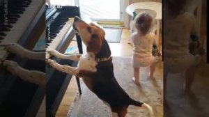 Собака играет на пианино!!!!