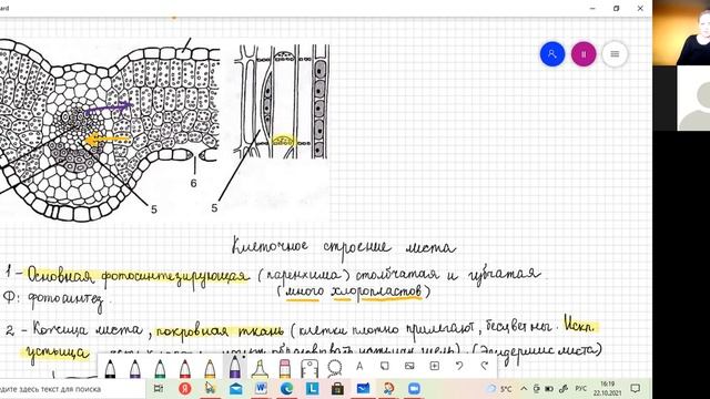 Внутренее строение листа. Ботаника. смотреть онлайн