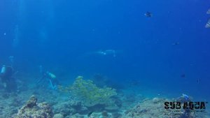 Goat fish + surprise! - Raa Atoll Maldives diving 2016