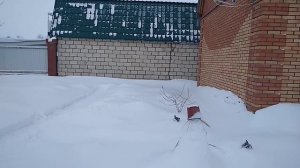 Розы растут на сквозняке.Что делаю чтобы перезимовали.