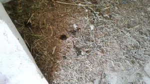 Как ухаживать за утками?