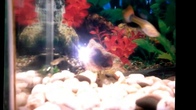 Рыбка родила 30 мальков смотреть онлайн