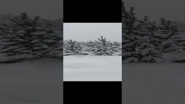 Ротвейлер Туман