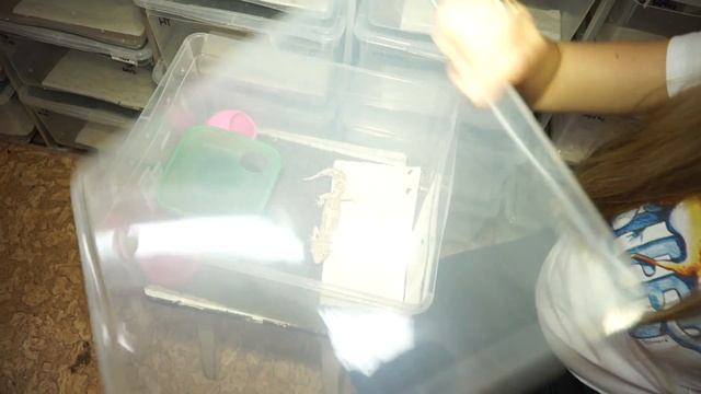 Разведение и содержание пятнистых эублефаров в домашних условиях смотреть онлайн