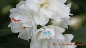 Жасмин садовый Мажори (philadelphus coronarius) ? Мажори обзор: как сажать, саженцы жасмина Мажори