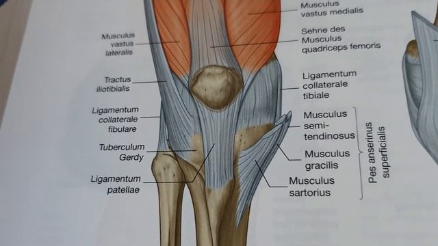 #коленныйсустав #анатомия Анатомия коленного сустава ? смотреть онлайн