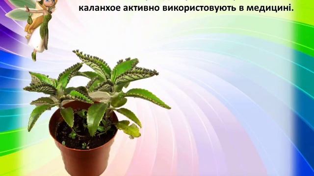 Кімнатні рослини. Малювання"Клівія"