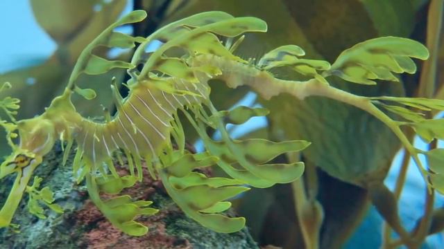 Реализация Бессмертия. Трансформация. ч.13 смотреть онлайн