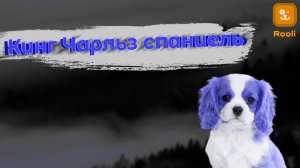 Изысканный Кавалер: Кинг Чарльз Спаниель в Деталях