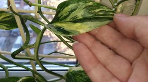 Филодендрон Кобра жёлтая и белая.