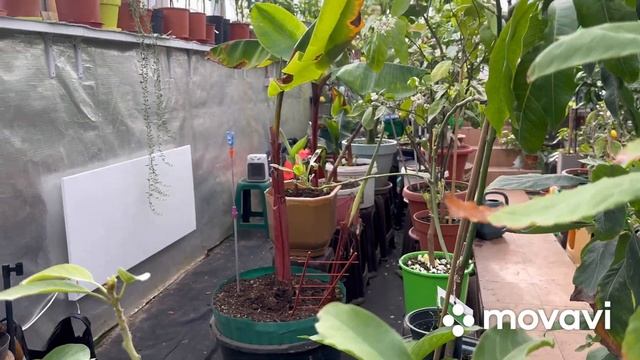 Теплиця для цитрусів та екзотів у березні 2023 р. , огляд , частина 1 ??????