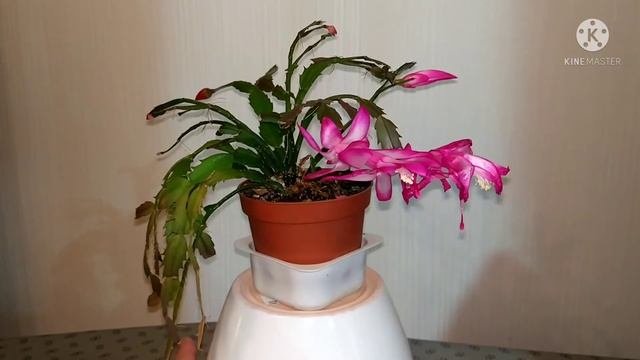 Шлюмбергера усеченная Schlumbergera Truncata из семян / Schlumbergera Truncata From Seeds.