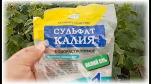 Когда подкармливать грушу, весной или осенью