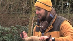 Планета собак. Фландрский бувье