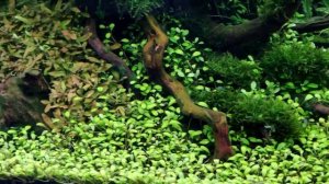 Железо Fe в аквариумной воде Норма, влияние, контроль