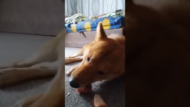 Шиба ину Семён. Вкусная косточка смотреть онлайн