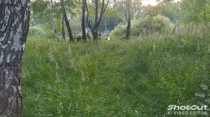 ВЛОГ басик в деревне