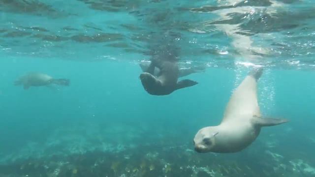 12 Интересных Фактов о Тюленях смотреть онлайн