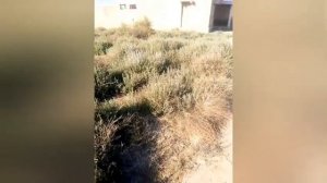 WAIT!! SHE'S NOT FOOD!!! #vore This Is REALLY Concerning John MacArthur I Got Trapped in real #asmr