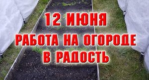 12 июня. Когда работа на огороде в радость!