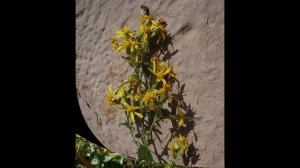 Solidago virga-aurea