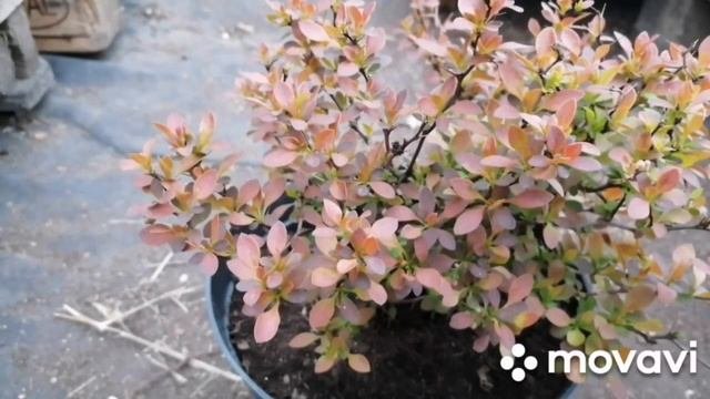 БАРБАРИСЫ! Универсальный неприхотливый кустарник для сада, советы и опыт от Евгении