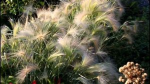 Сияющее чудо! Ячмень гривастый в ландшафте сада.