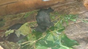 РАЗВЕДЕНИЕ ВЫРАЩИВАНИЕ Кроликов ПОРОДА ПОЛТАВСКОЕ СЕРЕБРО ОТЗЫВ Болезни Выгодно или нет Продажа