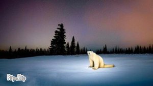 Белый медведь из 2026 года