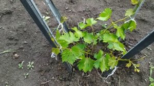 Формировка виноградного куста на второй год. Вариант 2.