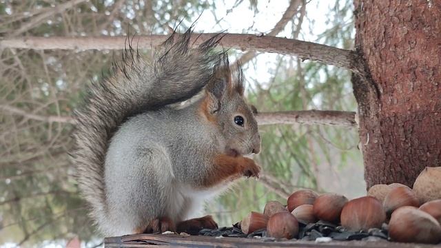 Любитель кедряшек смотреть онлайн