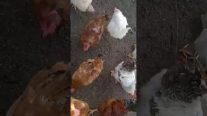 Забился зоб у курицы .что делать ?