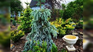 Редкие хвойные! Новинка🔥Обзор сада 7 июня 2024г