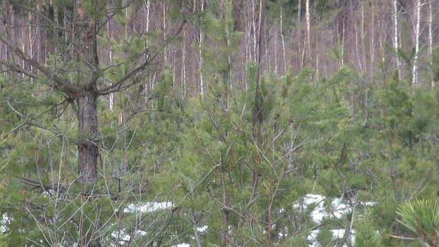 Лось и лес смотреть онлайн