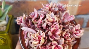 부잣집 구경오세요#볼캔시금#미니벨금#소인제금#알젠티아금#캔디케인금