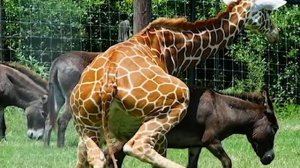 Donkey and Giraffe mating! (Animals Breeding)
