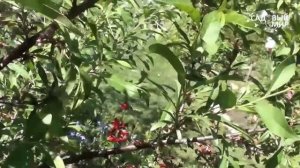 Болезни вишни и сливы.Признаки монилиоза. Сайт "Садовый мир"