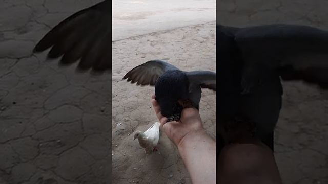 семечки для голубей