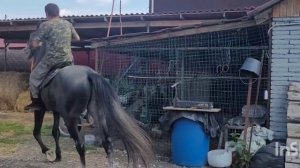 жеребец 4 года орловский рысак  продажа .89827210051