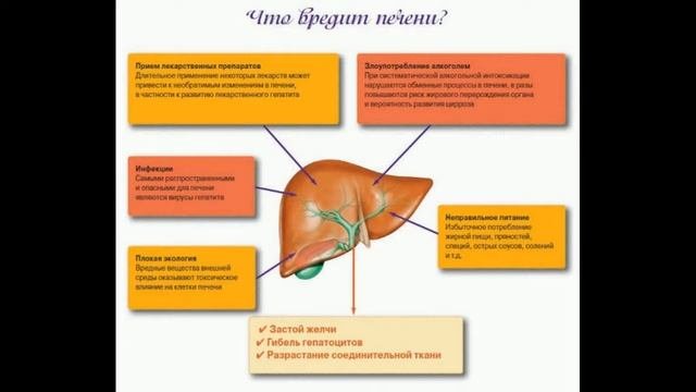 Печень. Строение, расположение. Здоровье печени