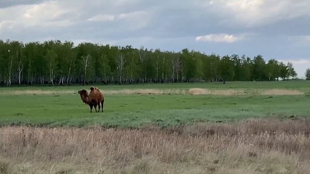 Верблюды Омская область
