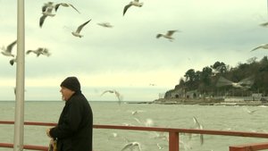 В Сочи на зимовку прилетели птицы