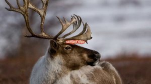 Моя презентация про оленей