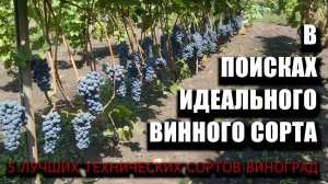 В поисках идеального винного сорта, 5 лучших технических сортов винограда #ТриЭкоВиноделие