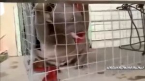 ТОП 5 ЧУПАКАБР ЗАСНЯТЫЕ НА КАМЕРУ