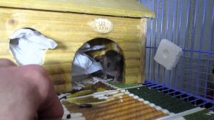 Приручение пасюка Умки. Как это было! Долго и нудно. ? (Wild Rats | Дикие Крысы)