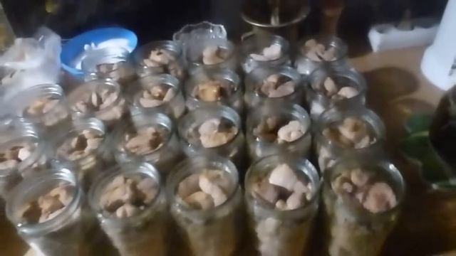 ТУШЕНКА ИЗ ЖАРЕНОГО МЯСО. СВИНАЯ ТУШЁНКА. РЕЦЕПТ В АВТОКЛАВЕ.