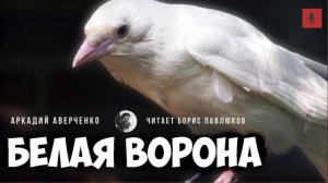 Аркадий Аверченко "Белая ворона"