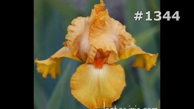 #1344. Ирисы - очень яркие цветы смотреть онлайн